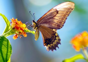 Plantscapes Eireann Butterfly Wings