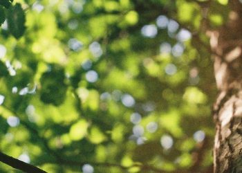 Plantscapes Eireann Tree Surgery Header