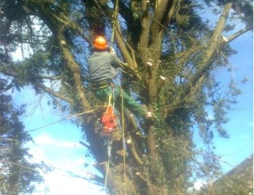 Tree Felling with Plantscapes Eireann